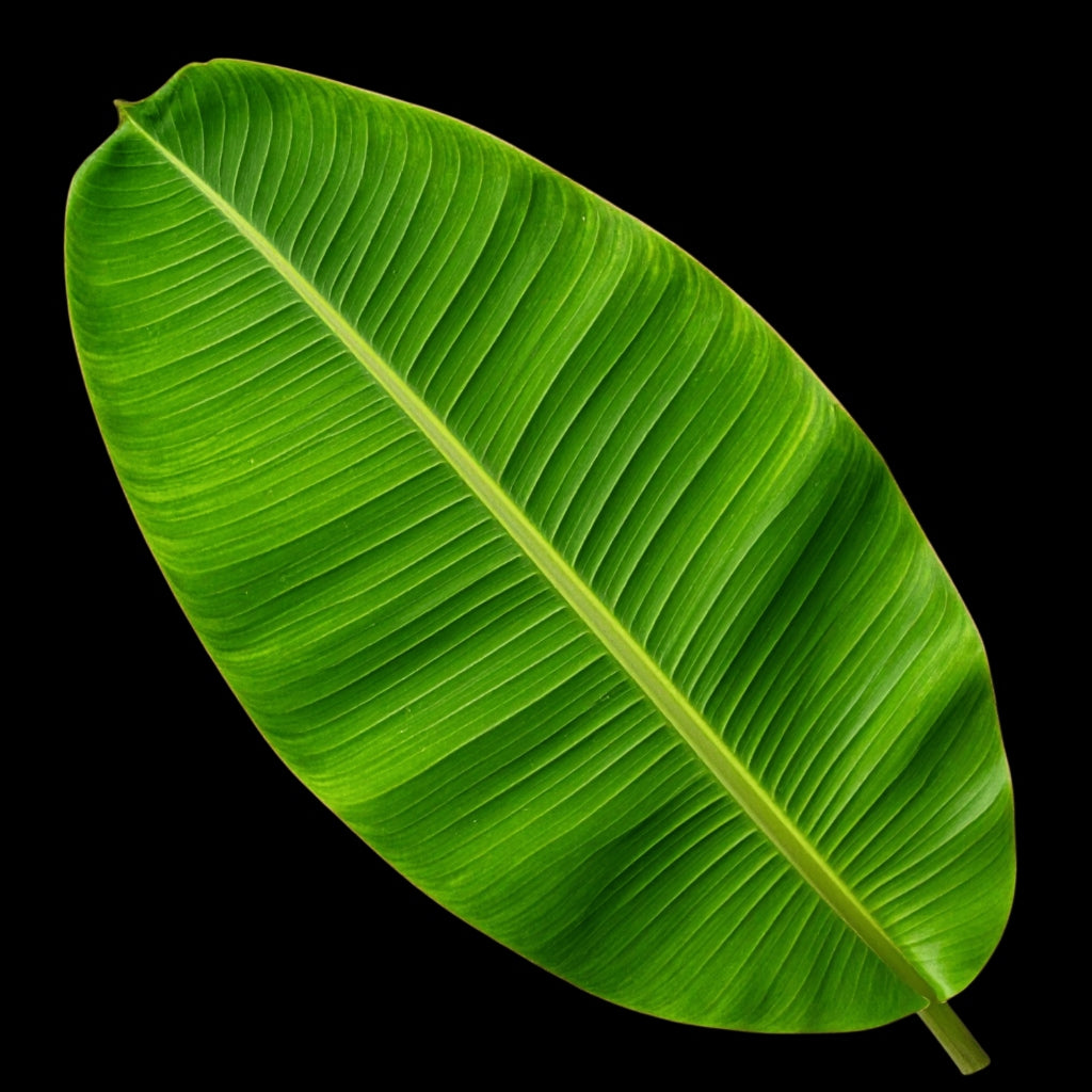 Fresh banana leaf for Kerala Sadya serving